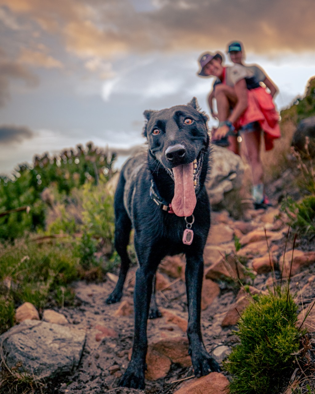 Close-up portrait of black dog with tongue out with blurred runners in background