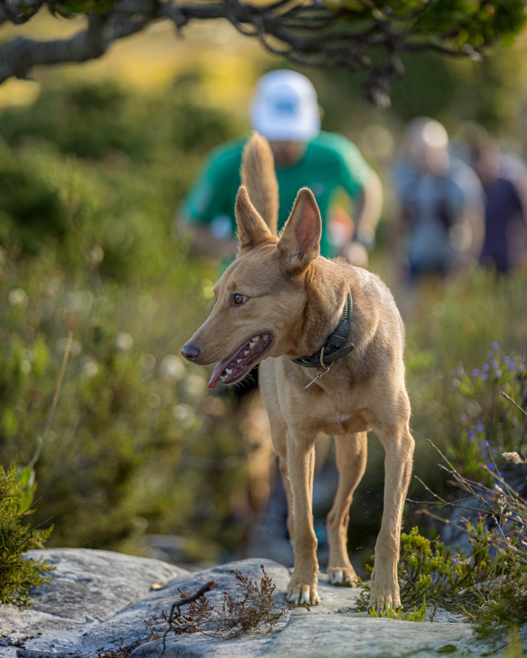 Light-colored dog standing on rocky terrain with runners in background