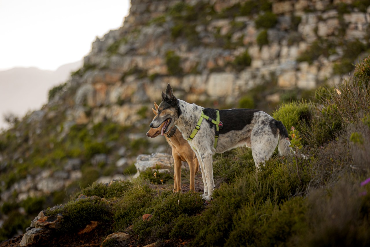 Two dogs on mountain trail with rocky cliffs in background