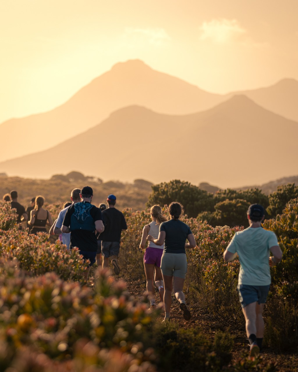 Group of trail runners from behind running through fynbos vegetation during golden hour with layered mountain silhouettes